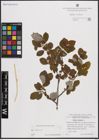Foto von Salix caprea L.